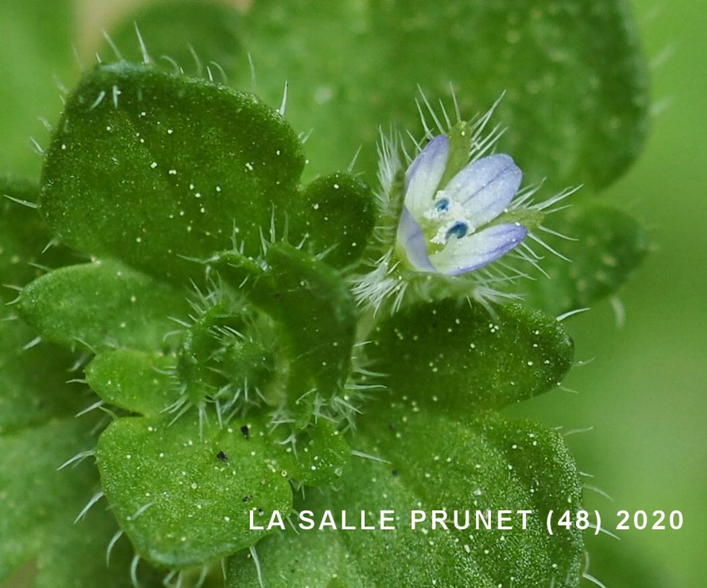 Speedwell, Ivy-leaved flower